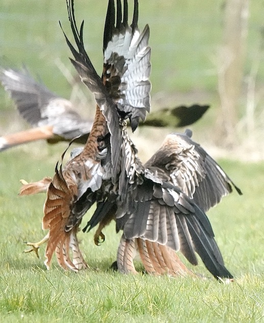 red kites feeding